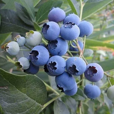 Голубика ЛЕГАЦИЯ  Голубика ЛЕГАЦИЯ в Ростове-на-Дону