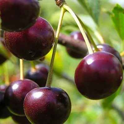 Вишня ЛИВЕНСКАЯ  Вишня ЛИВЕНСКАЯ в Ростове-на-Дону