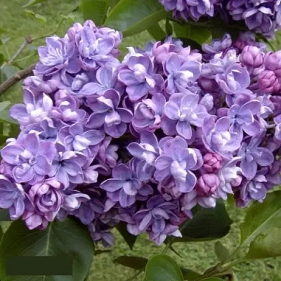 Сирень АМИ ШОТТ  Сирень АМИ ШОТТ в Ростове-на-Дону