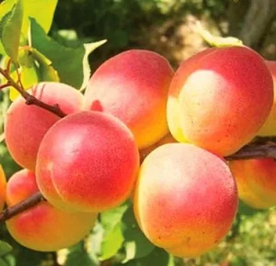 Абрикос NJA-19  Абрикос NJA-19 в Ростове-на-Дону