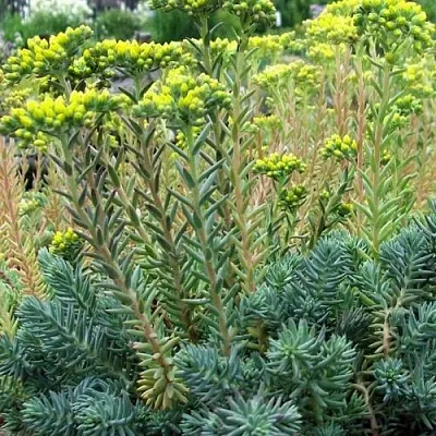 Очиток (седум) отогнутый  Очиток (седум) отогнутый в Ростове-на-Дону