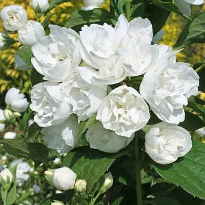 Жасмин махровый  Жасмин махровый в Ростове-на-Дону