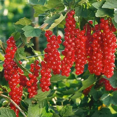 Смородина красная РУДНЕУС  Смородина красная РУДНЕУС в Ростове-на-Дону