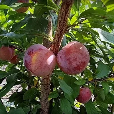 Плуот ГЕО ПРАЙД  Плуот ГЕО ПРАЙД в Ростове-на-Дону