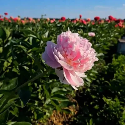 Пион ИМПЕРАТОРСКАЯ НАЛОЖНИЦА древовидный в Ростове-на-Дону