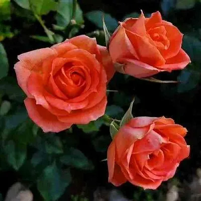Саженцы роз ОРАНЖ ДЖЕВЕЛ миниатюрная  Саженцы роз ОРАНЖ ДЖЕВЕЛ миниатюрная в Ростове-на-Дону