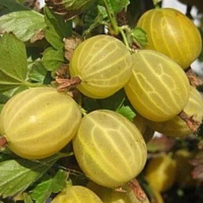 Крыжовник КУРШУ ДЗИНТАРС  Крыжовник КУРШУ ДЗИНТАРС в Ростове-на-Дону