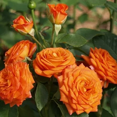 Саженцы роз БЕЙБ спрей  Саженцы роз БЕЙБ спрей в Ростове-на-Дону