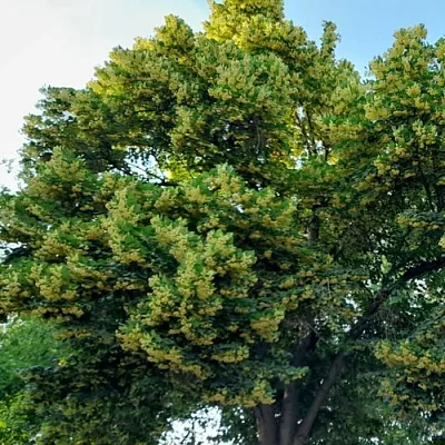 Липа  Липа в Ростове-на-Дону