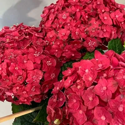 Гортензия ЭНДЛЕСС САММЕР ЛАВ крупнолистная  Гортензия ЭНДЛЕСС САММЕР ЛАВ крупнолистная в Ростове-на-Дону