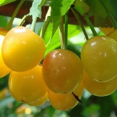 Черешня ЯНТАРНАЯ  Черешня ЯНТАРНАЯ в Ростове-на-Дону