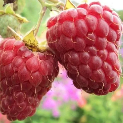 Малина МАРОСЕЙКА в Ростове-на-Дону