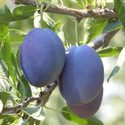 Слива СТЭНЛИ  Слива СТЭНЛИ в Ростове-на-Дону