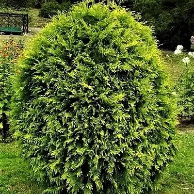 Туя ТИП ТОП западная  Туя ТИП ТОП западная в Ростове-на-Дону