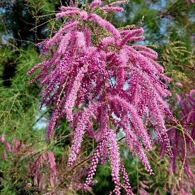 Тамарикс ПИНК КАСКАД  Тамарикс ПИНК КАСКАД в Ростове-на-Дону