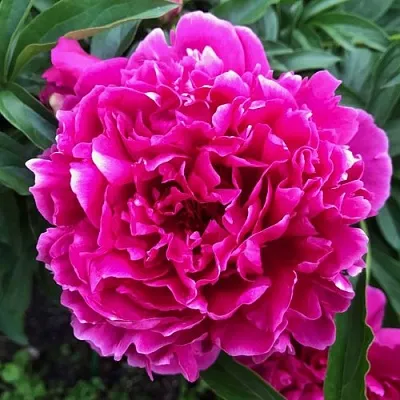 Пион КАРЛ РОЗЕНФЕЛЬД травянистый  Пион КАРЛ РОЗЕНФЕЛЬД травянистый в Ростове-на-Дону