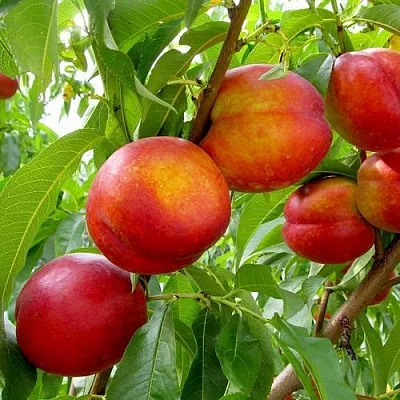 Нектарин ХАРБЛЕЙЗ  Нектарин ХАРБЛЕЙЗ в Ростове-на-Дону