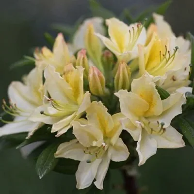 Азалия ДАВИЗИ листопадная в Ростове-на-Дону