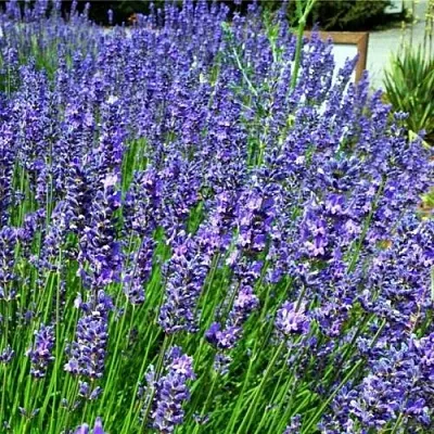 Лаванда ФЕНОМЕНАЛ узколистная  Лаванда ФЕНОМЕНАЛ узколистная в Ростове-на-Дону