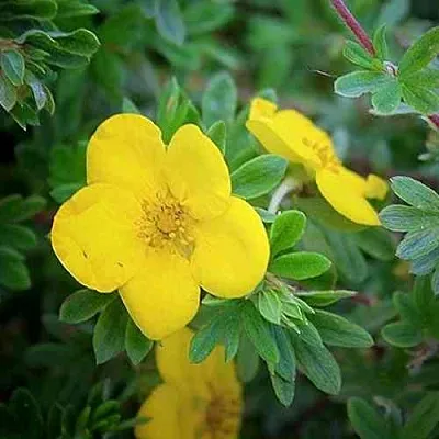 Лапчатка ГОЛДСТАР кустарниковая  Лапчатка ГОЛДСТАР кустарниковая в Ростове-на-Дону