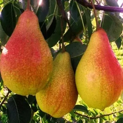 Груша АББАТ ФЕТЕЛЬ   Груша АББАТ ФЕТЕЛЬ  в Ростове-на-Дону