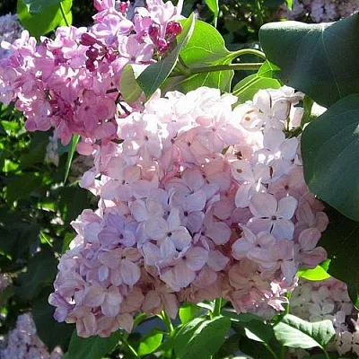 Сирень ГОРТЕНЗИЯ в Ростове-на-Дону