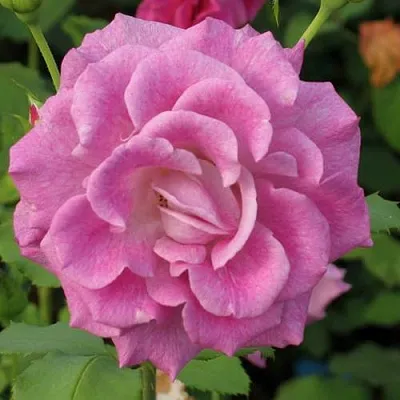 Саженцы роз ВИОЛЕТТА чайно-гибридная  Саженцы роз ВИОЛЕТТА чайно-гибридная в Ростове-на-Дону