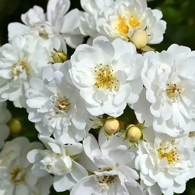 Саженцы роз ГИРЛЯНДА ДЕ АМУР мускусная  Саженцы роз ГИРЛЯНДА ДЕ АМУР мускусная в Ростове-на-Дону