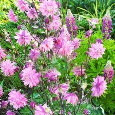 Аквилегия БАРЛОУ ПИНК гибрид МакКаны — описание сорта Аквилегия БАРЛОУ ПИНК гибрид МакКаны в Ростове-на-Дону