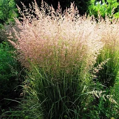Молиния ФОНТЕЙН тростниковая  Молиния ФОНТЕЙН тростниковая в Ростове-на-Дону