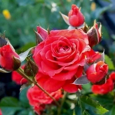 Саженцы роз МИДЖЕТ спрей  Саженцы роз МИДЖЕТ спрей в Ростове-на-Дону