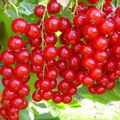 Смородина красная ФЕРТОДИ  Смородина красная ФЕРТОДИ в Ростове-на-Дону