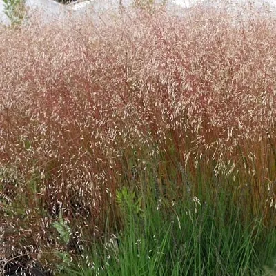 Щучка извилистая  Щучка извилистая в Ростове-на-Дону