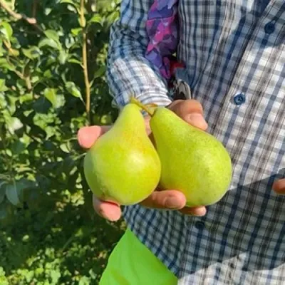 Груша ЗАРЕЧНАЯ КОМПАКТНАЯ  Груша ЗАРЕЧНАЯ КОМПАКТНАЯ в Ростове-на-Дону