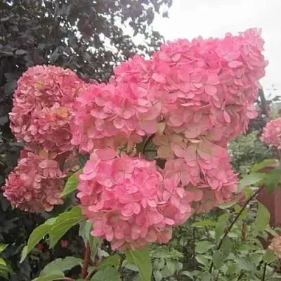 Гортензия АМАРИН метельчатая  Гортензия АМАРИН метельчатая в Ростове-на-Дону