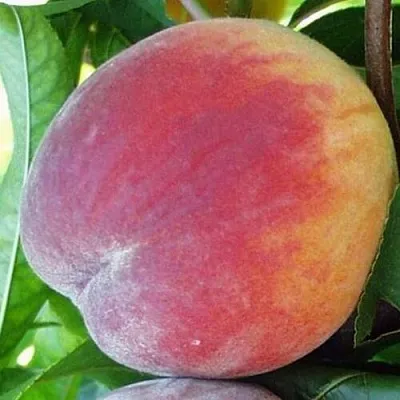 Персик ТОП СВИТ  Персик ТОП СВИТ в Ростове-на-Дону