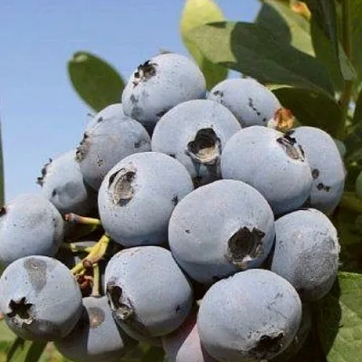 Голубика ЦУКЕР ТРАУБЕ  Голубика ЦУКЕР ТРАУБЕ в Ростове-на-Дону