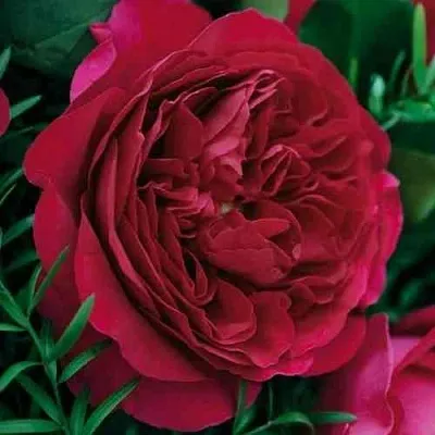 Саженцы роз КЕЙТ английская  Саженцы роз КЕЙТ английская в Ростове-на-Дону