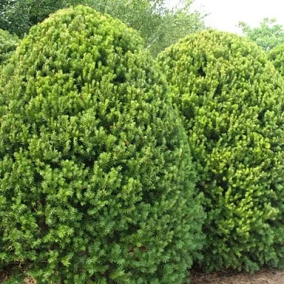 Тис  Тис в Ростове-на-Дону