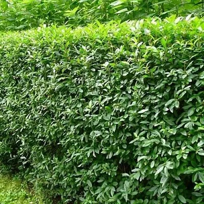 Бирючина обыкновенная  Бирючина обыкновенная в Ростове-на-Дону