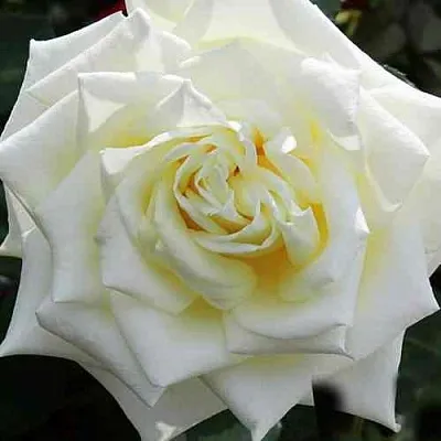 Саженцы роз МАЧО чайно-гибридная  Саженцы роз МАЧО чайно-гибридная в Ростове-на-Дону