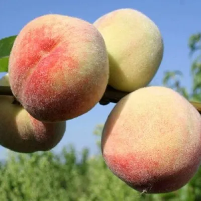 Персик ДОНЕЦКИЙ БЕЛЫЙ  Персик ДОНЕЦКИЙ БЕЛЫЙ в Ростове-на-Дону