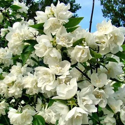 Жасмин ДЕНИСКИНЫ РАССКАЗЫ  Жасмин ДЕНИСКИНЫ РАССКАЗЫ в Ростове-на-Дону