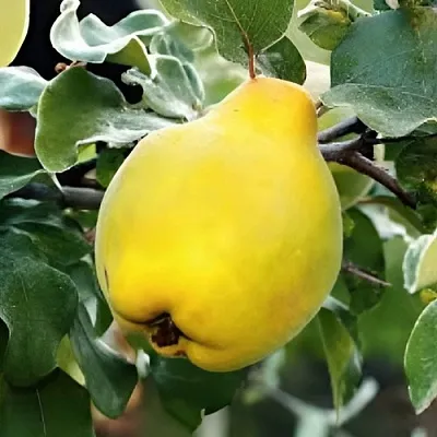 Айва МИР  Айва МИР в Ростове-на-Дону