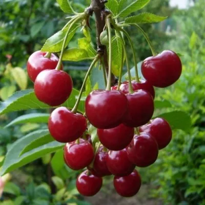 Вишня ВЯНОК — описание сорта Вишня ВЯНОК в Ростове-на-Дону