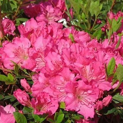 Азалия КИРСТИН японская  Азалия КИРСТИН японская в Ростове-на-Дону