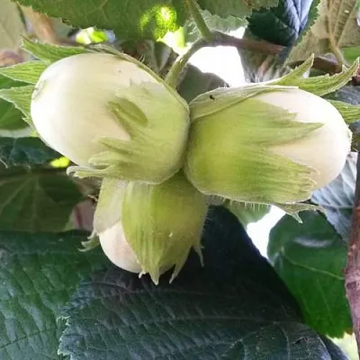 Фундук ЮННАТ  Фундук ЮННАТ в Ростове-на-Дону