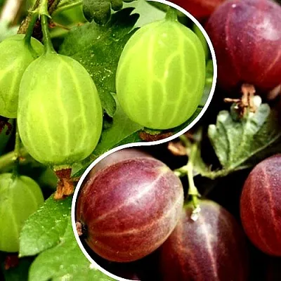 Комплект СКАЗКА в Ростове-на-Дону