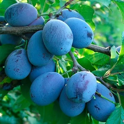 Синяя   Синяя  в Ростове-на-Дону