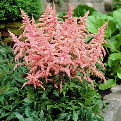 Астильба БРЕССИНГЕМ БЬЮТИ Арендса  Астильба БРЕССИНГЕМ БЬЮТИ Арендса в Ростове-на-Дону